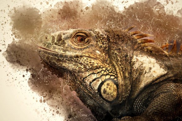 Printable Animal Graphics 10